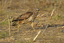 BUITEN BEELD Foto: 41352