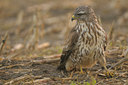 BUITEN BEELD Foto: 41355