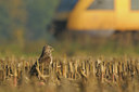 BUITEN BEELD Foto: 41360