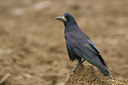 BUITEN BEELD Foto: 41445