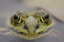 BUITEN BEELD Foto: 41447