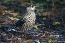 BUITEN BEELD Foto: 41492