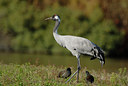 BUITEN BEELD Foto: 41539