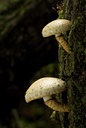 BUITEN BEELD Foto: 41545