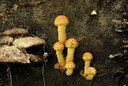 BUITEN BEELD Foto: 41547