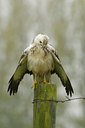 BUITEN BEELD Foto: 41637