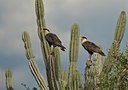 BUITEN BEELD Foto: 41639