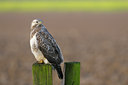 BUITEN BEELD Foto: 41814