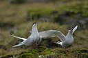 BUITEN BEELD Foto: 41840