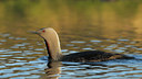BUITEN BEELD Foto: 41848