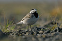 BUITEN BEELD Foto: 41857