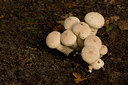 BUITEN BEELD Foto: 41880