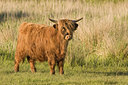 BUITEN BEELD Foto: 41882