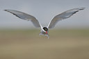 BUITEN BEELD Foto: 41892