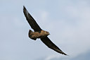 BUITEN BEELD Foto: 41896