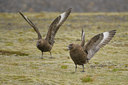 BUITEN BEELD Foto: 41905