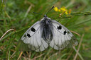 BUITEN BEELD Foto: 41952