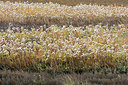 BUITEN BEELD Foto: 419120