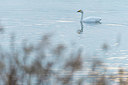 BUITEN BEELD Foto: 419216