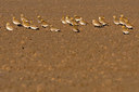 BUITEN BEELD Foto: 419341