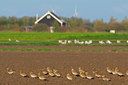 BUITEN BEELD Foto: 419359