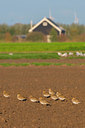 BUITEN BEELD Foto: 419377