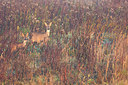 BUITEN BEELD Foto: 419406