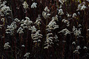 BUITEN BEELD Foto: 419752