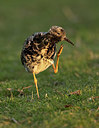 BUITEN BEELD Foto: 420583