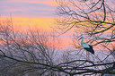 BUITEN BEELD Foto: 420763