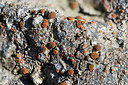BUITEN BEELD Foto: 420769