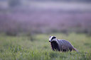 BUITEN BEELD Foto: 420939