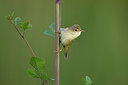 BUITEN BEELD Foto: 420989