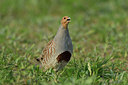 BUITEN BEELD Foto: 421036