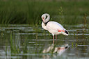 BUITEN BEELD Foto: 421128