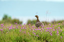 BUITEN BEELD Foto: 421191