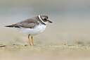 BUITEN BEELD Foto: 421353