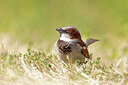 BUITEN BEELD Foto: 421618