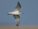BUITEN BEELD Foto: 421650