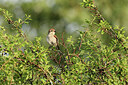 BUITEN BEELD Foto: 421922