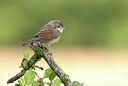 BUITEN BEELD Foto: 421927