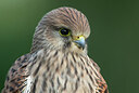 BUITEN BEELD Foto: 422001