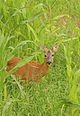 BUITEN BEELD Foto: 422051