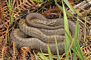 BUITEN BEELD Foto: 422278