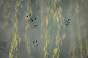 BUITEN BEELD Foto: 422356