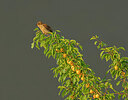 BUITEN BEELD Foto: 422371