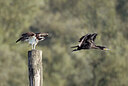 BUITEN BEELD Foto: 422549
