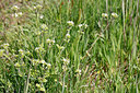 BUITEN BEELD Foto: 422623