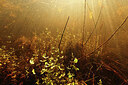 BUITEN BEELD Foto: 422659