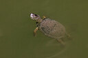 BUITEN BEELD Foto: 422938